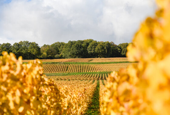 montgueux automne