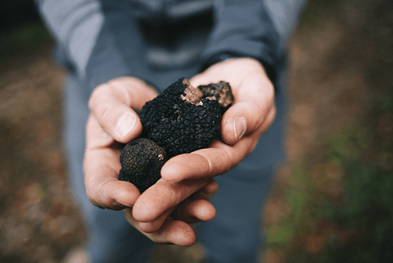 truffle-farming-aube-emrepinte-des-fees-58