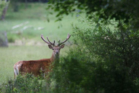 Tierpark Forêt d'Orient