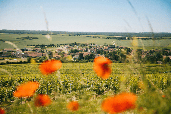 L'Empreinte des fées 3 - © Clara Ferrand Vignoble de Champagne