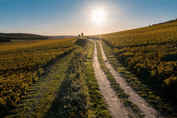 Coteaux de Champagne