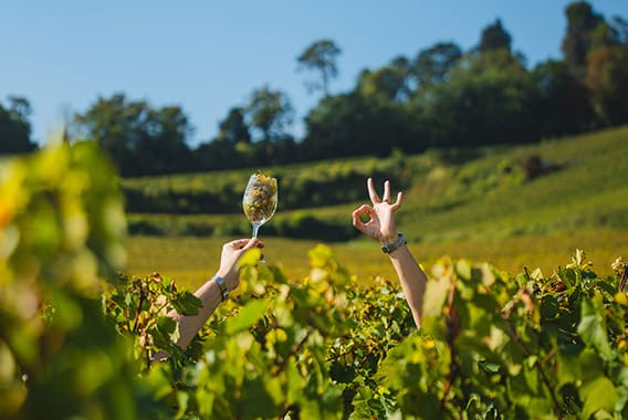 vignoble Champagne Vignes Aube