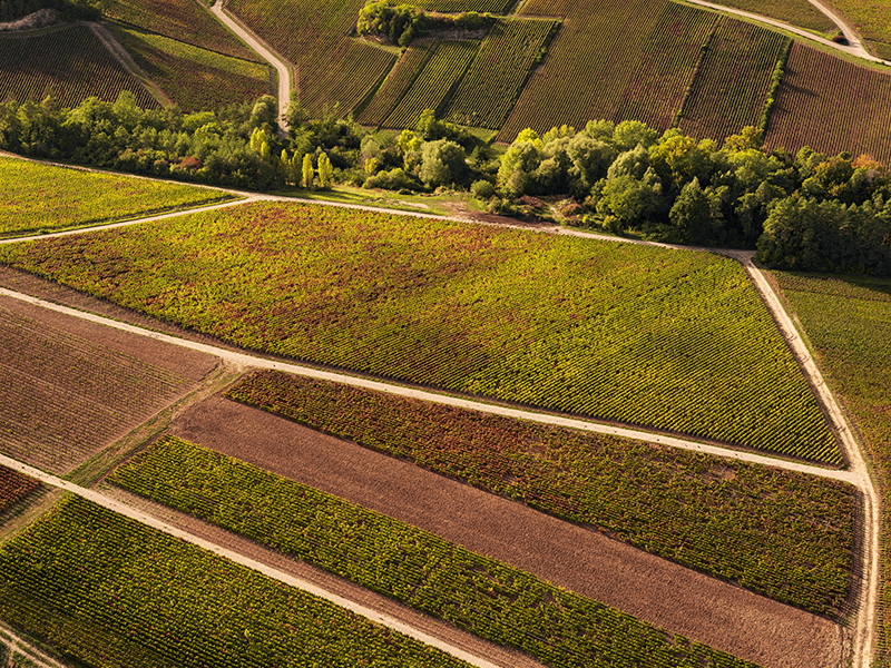 Vignoble de Champagne 2 - © Studio OG Vignes de la Côte des Bar en automne